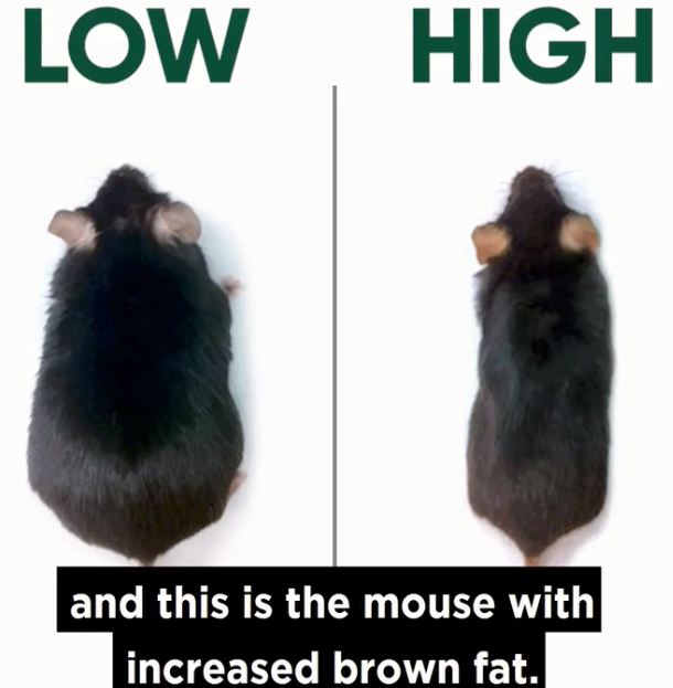 fat browning protocol mouse